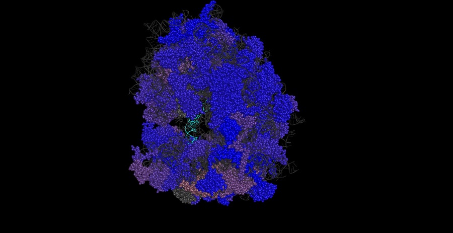 3D ribosome structure showing the distribution of ribosomal protein paralogs