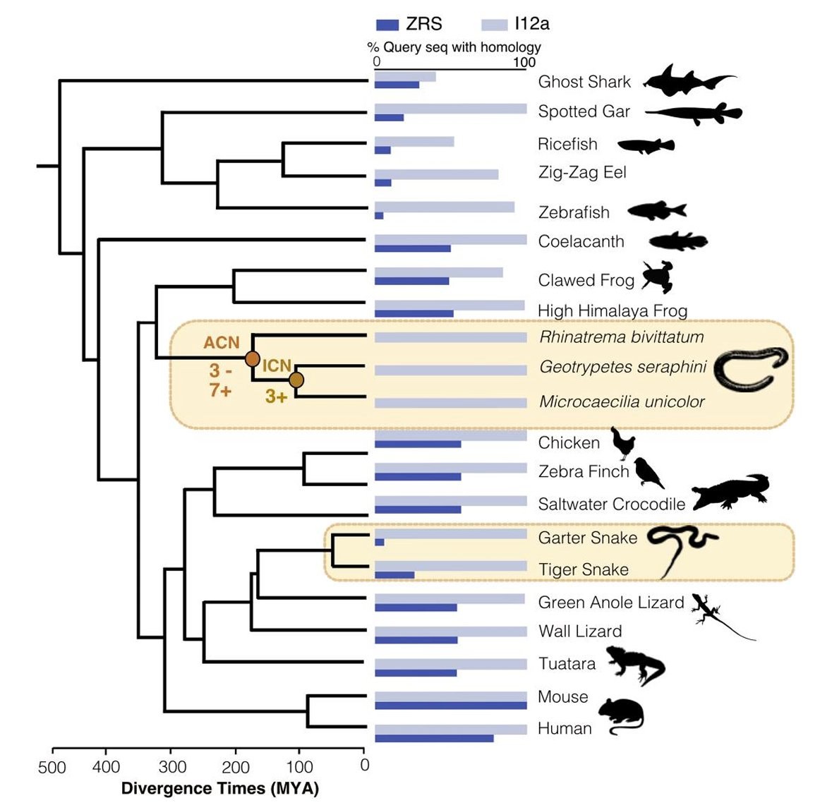 Caecilian phylogeny and ZRS/I12a homology across vertebrates