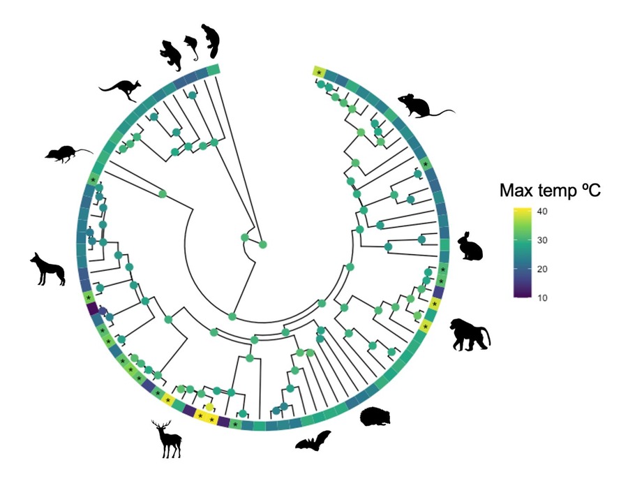 Mammal phylogenetic tree showing maximum habitat temperatures and heat tolerance