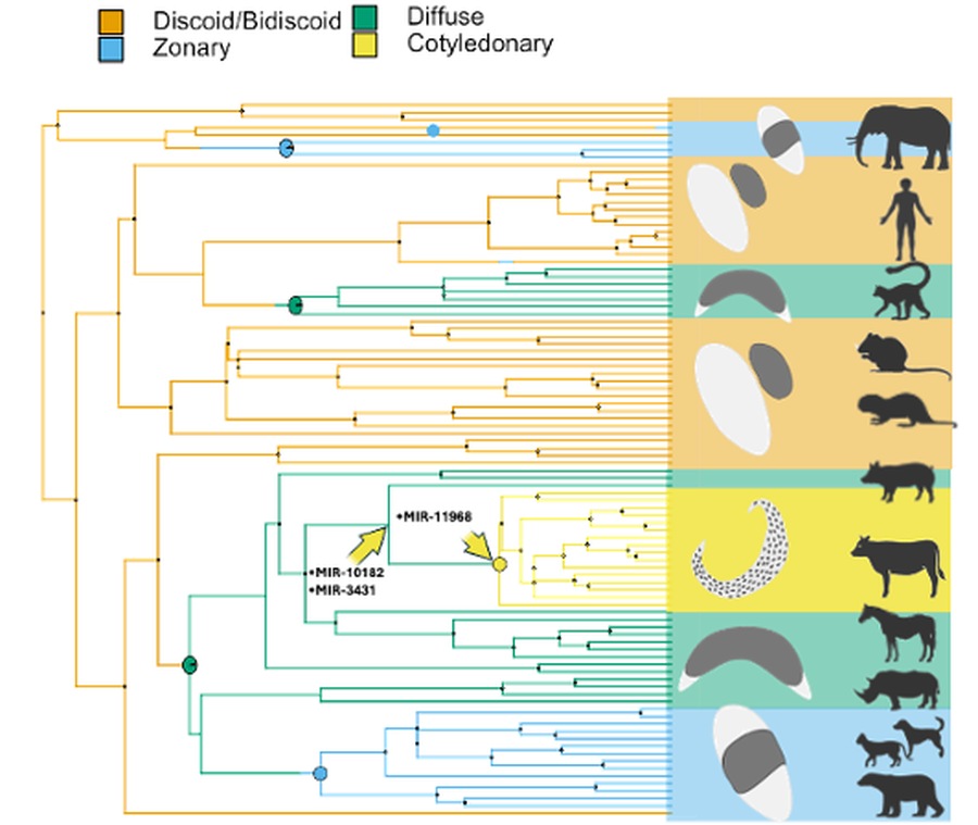 Ancestral reconstruction of placenta shapes across eutherian mammals with miRNA gene births